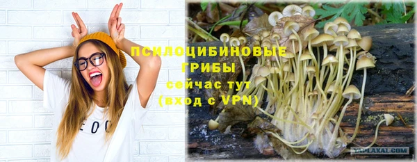 прущие грибы Медвежьегорск